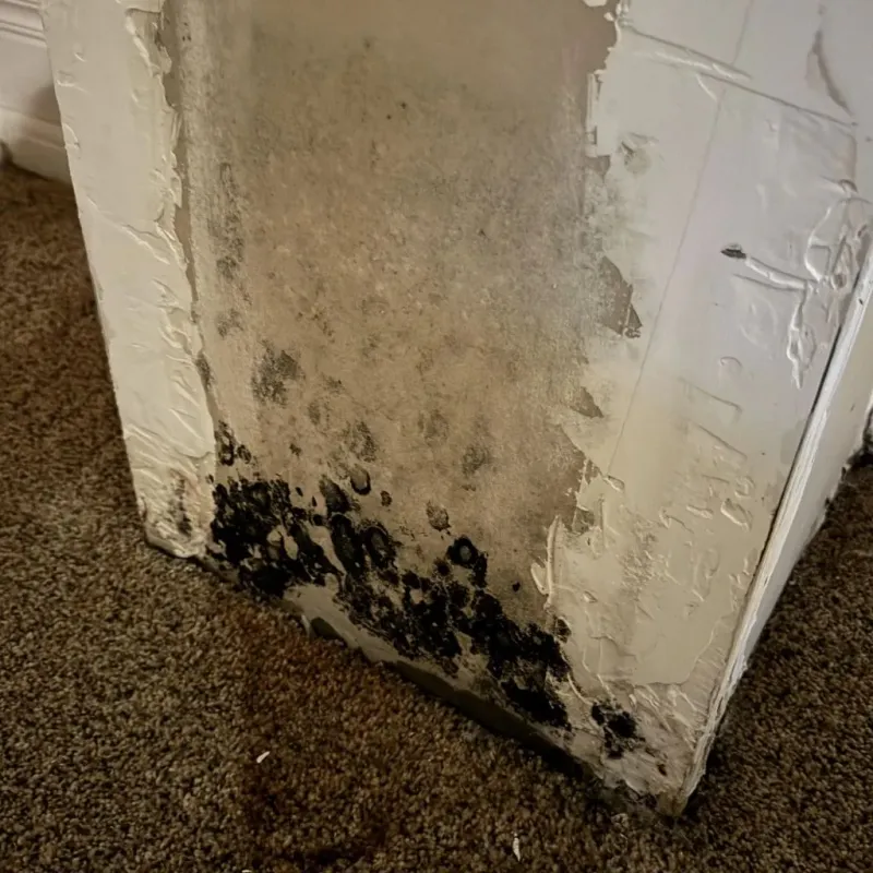Professional Mold Removal in Hurst, TX